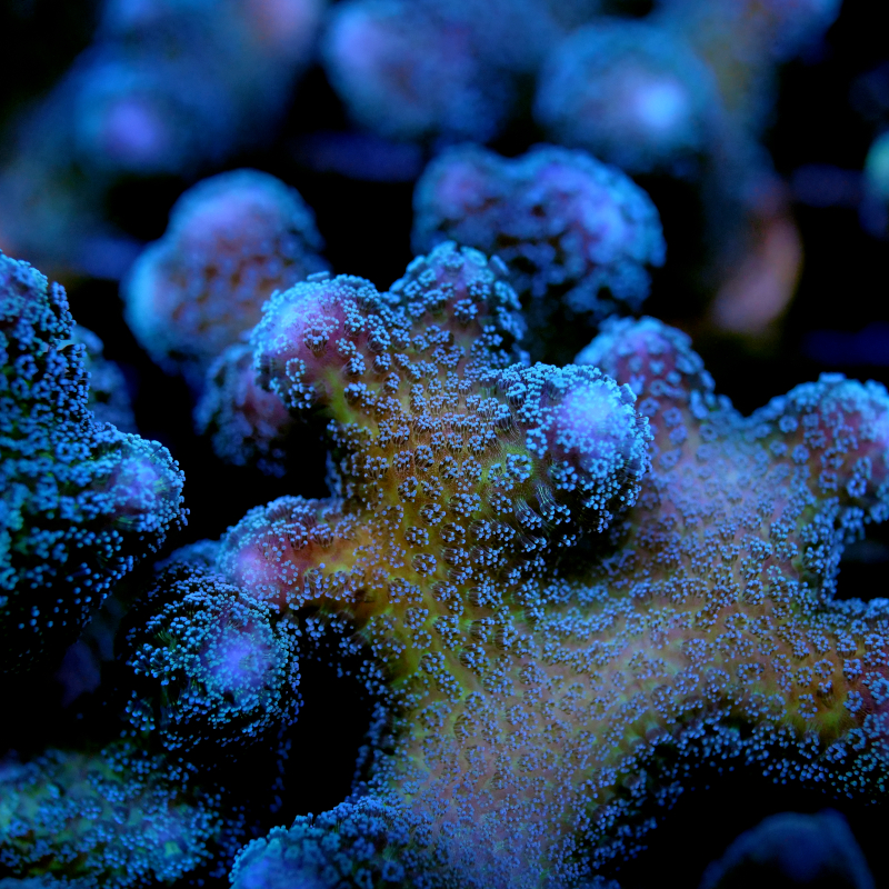 Strömungsliebende Korallen
